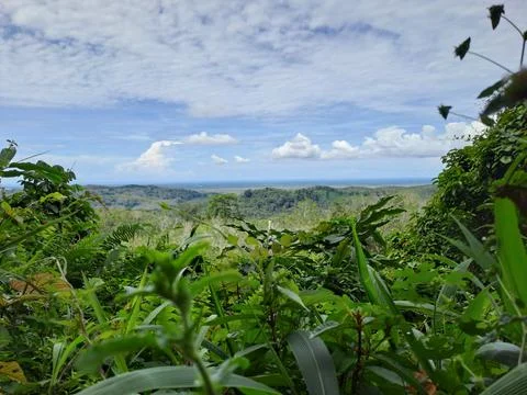 Green forest Stock Photos