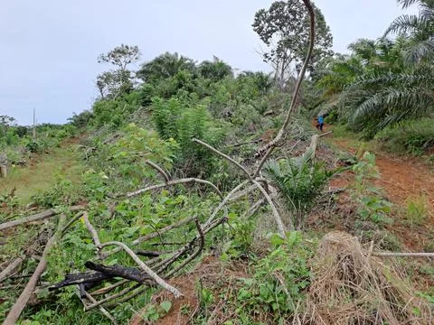 Green forest Stock Photos