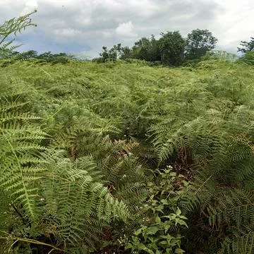The green forest Stock Photos