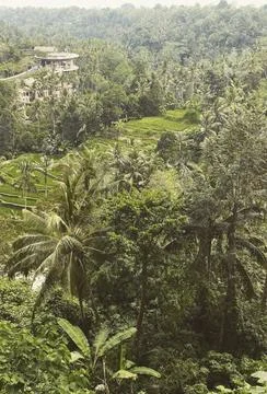 Green forest Foto stock