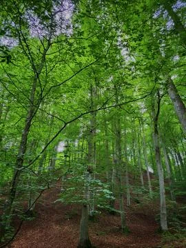 Green forest 写真素材
