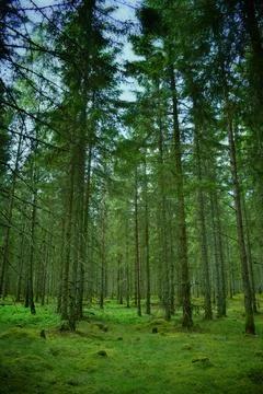 Green forest 写真素材