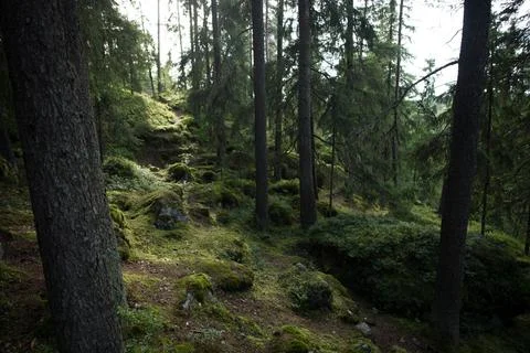 Green forest Stock Photos