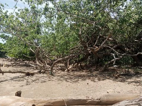 Green Forest Stock Photos