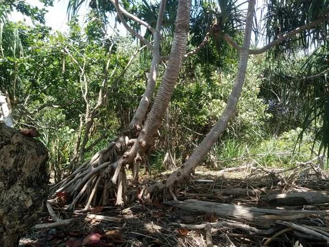 Green Forest Stock Photos