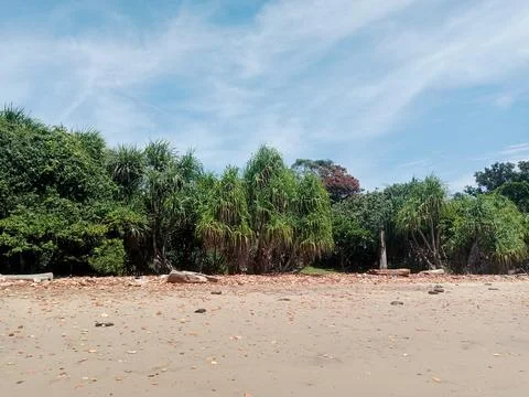 Green Forest Stock Photos