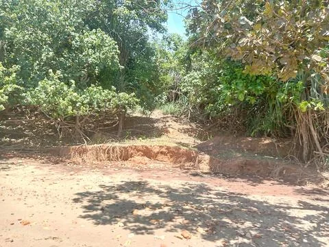 Green Forest Stock Photos