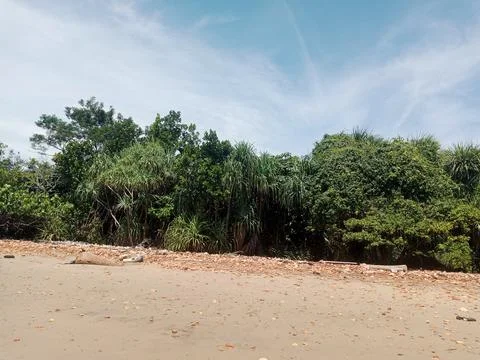 Green Forest Stock Photos