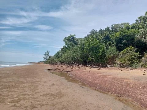 Green Forest Stock Photos