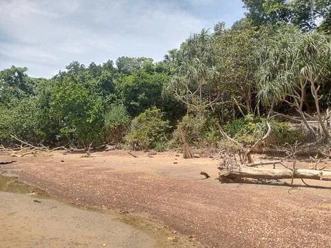 Green Forest Stock Photos