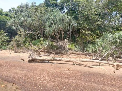 Green Forest Stock Photos