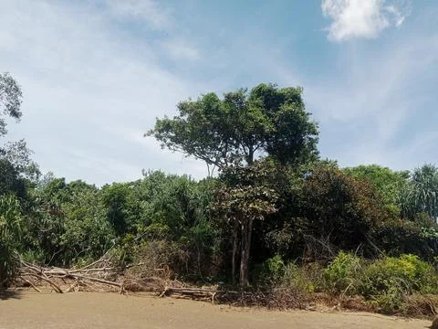 Green Forest Stock Photos