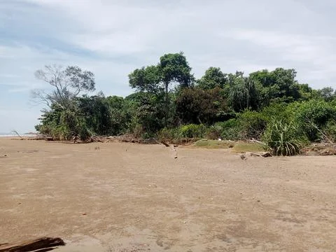 Green Forest Stock Photos