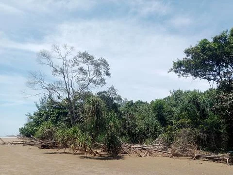 Green Forest Stock Photos