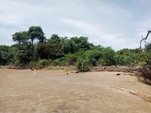 Green Forest Stock Photos