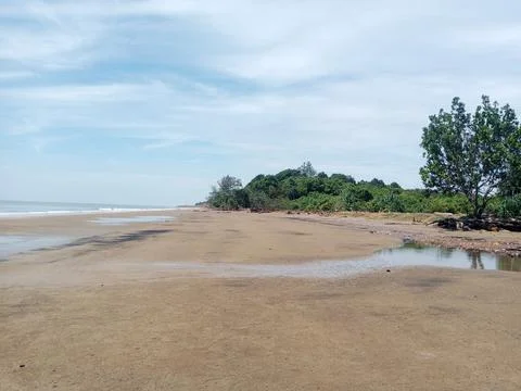 Green Forest Stock Photos