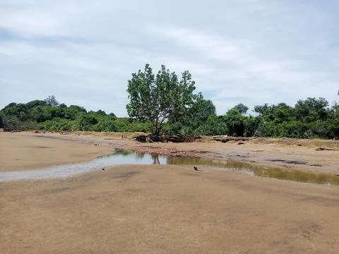 Green Forest Stock Photos
