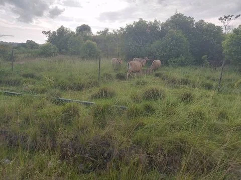 Green Forest Stock Photos