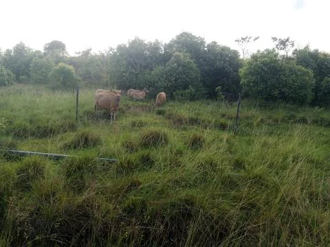 Green Forest Stock Photos