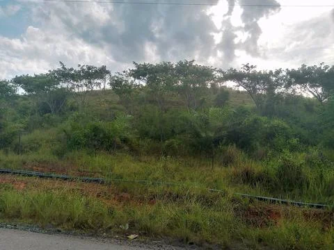 Green Forest Stock Photos