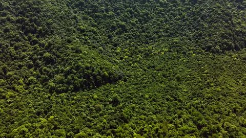 Green Forest Foto stock