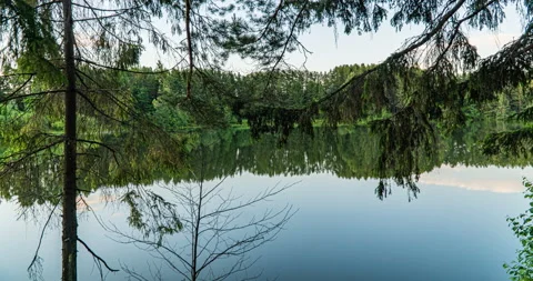 Green Forest. Pine Trees. Camera movement inside the forest. Wonderful green Stock Footage 135360908