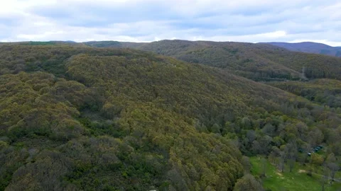 Green forest, pine trees, drone is flying on the trees, deep forest - wild life Stock Footage 145029253