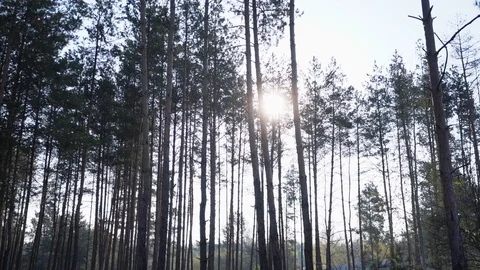 Green Forest. Pine Trees Fairy Forest. Untouched spruce. Forest pattern. 動画素材 108656546