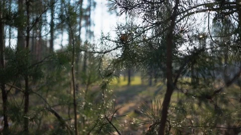 Green Forest. Pine Trees Fairy Forest. Untouched spruce. Forest pattern. 動画素材 108656592