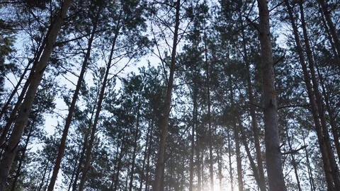 Green Forest. Pine Trees Fairy Forest. Untouched spruce. Forest pattern. 動画素材 108656609