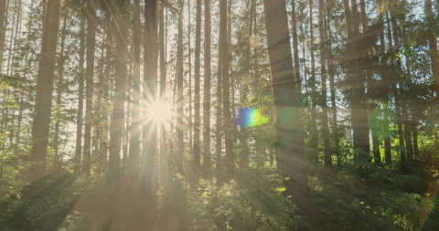 Green Forest. Pine Trees Fairy Forest. Trees pattern. Camera movement inside the Stock Footage 135825548