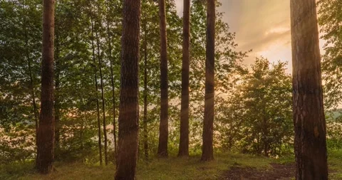 Green Forest. Pine Trees Fairy Forest. Trees pattern. Camera movement inside the Stock Footage 137635003