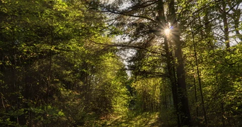 Green Forest. Pine Trees Fairy Forest. Trees pattern. Camera movement inside the Stock Footage 138862950