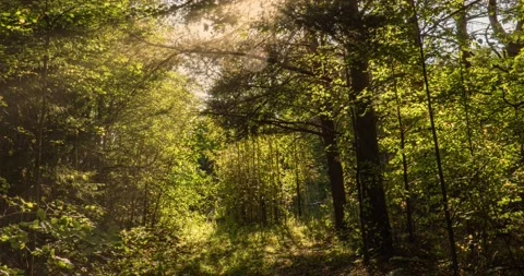 Green Forest. Pine Trees Fairy Forest. Trees pattern. Camera movement inside the Stock Footage 140010295