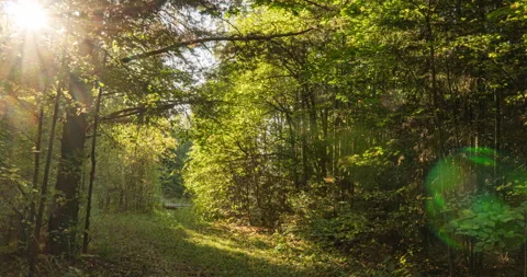 Green Forest. Pine Trees Fairy Forest. Trees pattern. Camera movement inside the Stock Footage 140141965