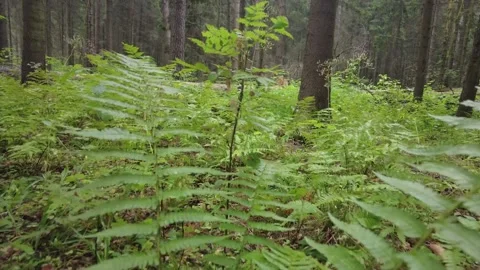 Green Forest. Pine Trees Fairy Forest. Untouched spruce Stock Footage 158278652