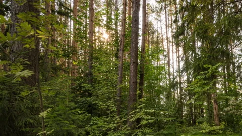 Green Forest. Pine Trees Fairy Forest. Trees pattern. Camera movement inside the Stock Footage 158303645
