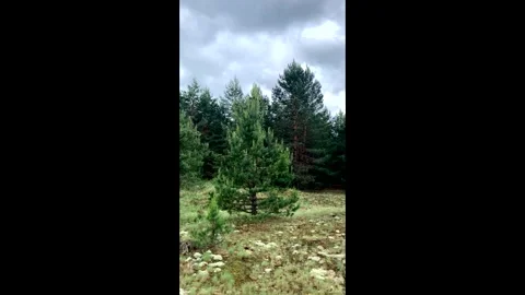 Green forest with pine trees, fir trees and fresh spring foliage. Stock Footage 337374705