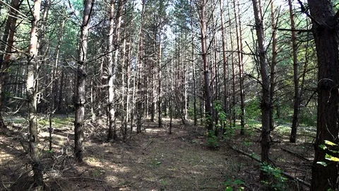 Green Forest. Pine Trees. Forest pattern. Camera movement inside the forest. Stock Footage 95420486
