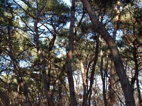 Green forest with pine trees Stock Photos