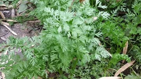Green forest plant Stock Footage 127982104