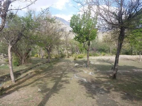 Green forest with plants in it at Gilgit Stock Photos