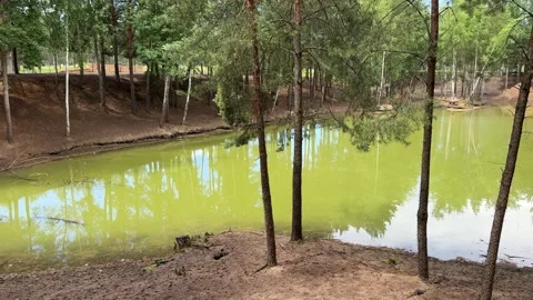 Green forest pond with pine trees and reflections in it Stock Footage 337302146