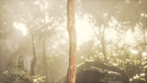 Green forest with ray of light Video stock 230480503