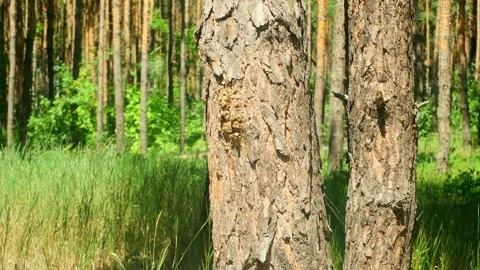 Green forest in the rays of the rising sun. Sunrise in the forest, rays make the Stock Footage 280210211