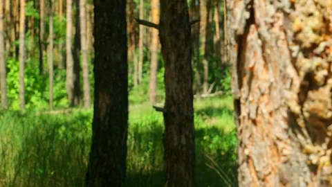 Green forest in the rays of the rising sun. Sunrise in the forest, rays make the Stock Footage 280860680
