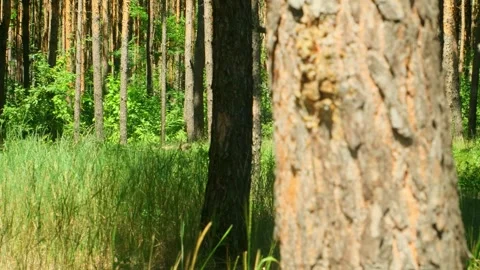 Green forest in the rays of the rising sun. Sunrise in the forest, rays make the Stock Footage 281105058