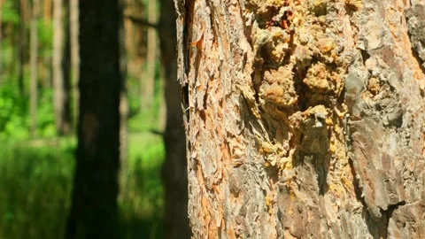Green forest in the rays of the rising sun. Sunrise in the forest, rays make the Stock Footage 282083492