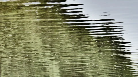 Green  Forest reflection Stock Footage 117294149