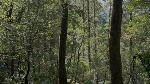 Green forest with river behind trees Yosemite Stock-Footage 347986287